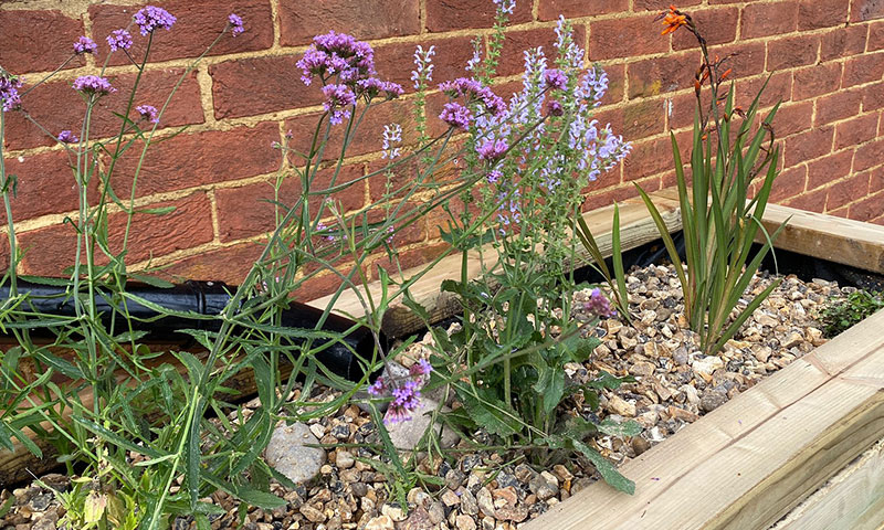 Climate Resilient Schools in London