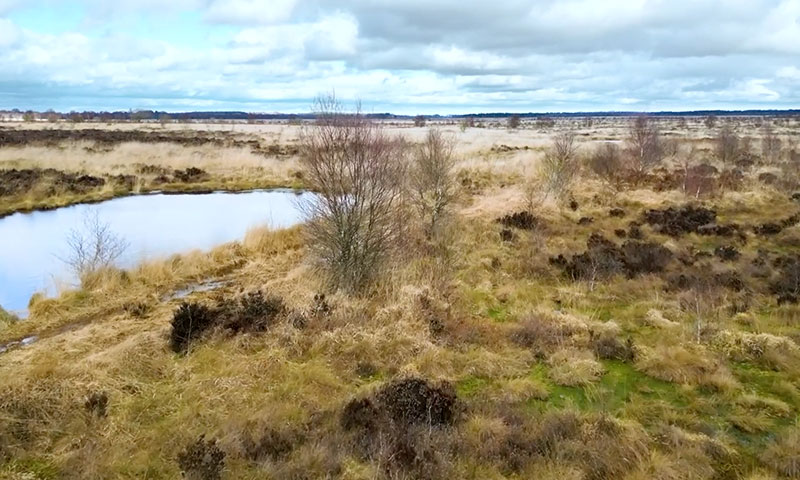 The Marches Mosses BogLIFE project